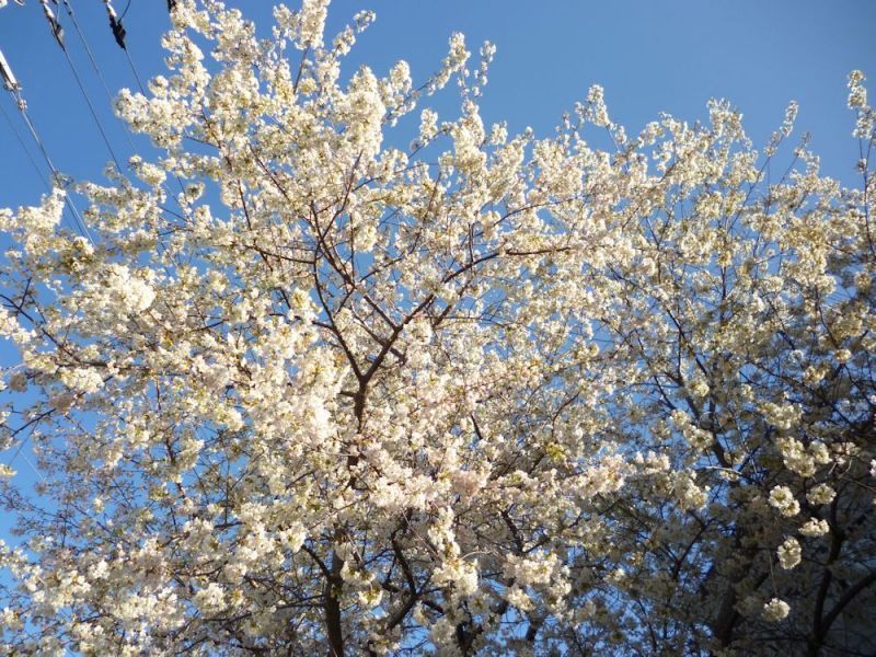 画像: 満開の桜